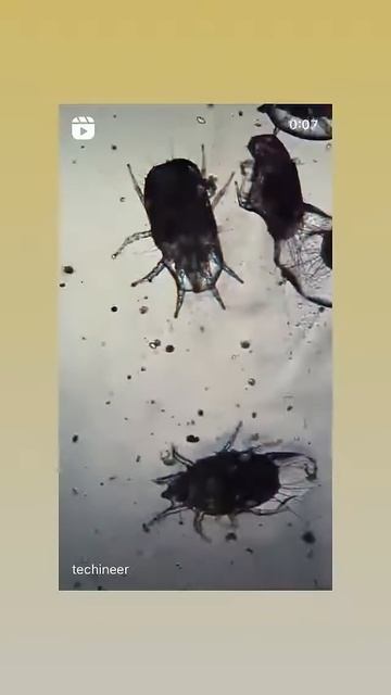 Ghee In Microscope 😱