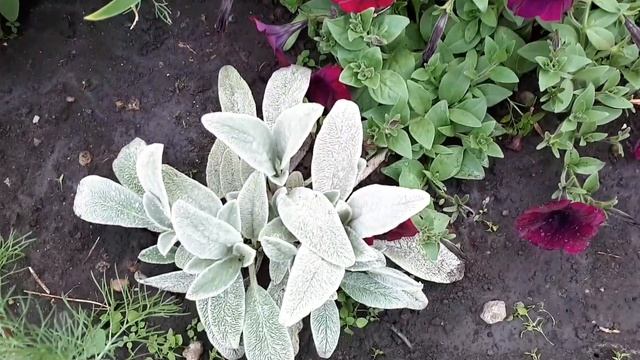 И цветочница...и садовница!!! смотреть онлайн