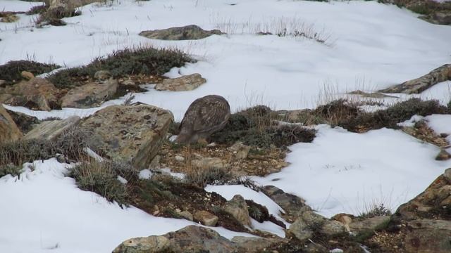 A Himalayan Snowcock Feeding in the Ruby Mountains, NV смотреть онлайн