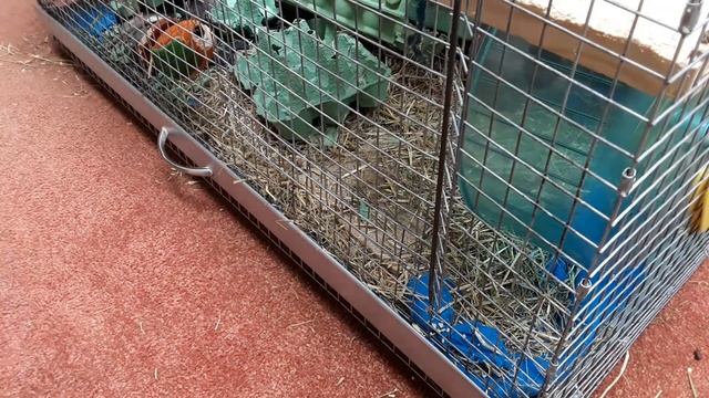 DEGU CARE: What Dry food to feed!!! смотреть онлайн