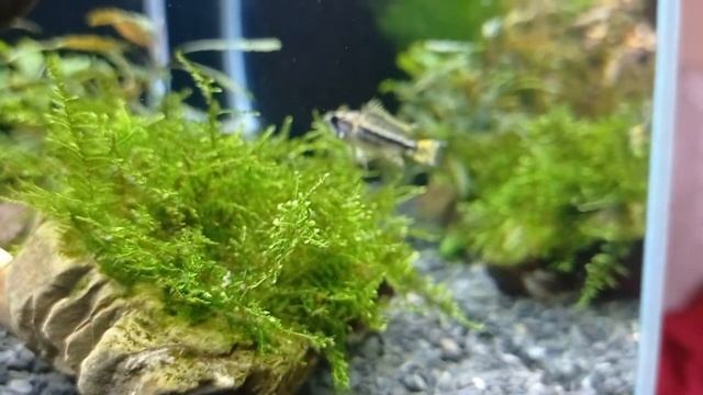 Apistogramma cacatuoides (alpha) смотреть онлайн