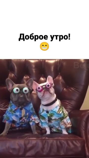 Вся семья в сборе, даже собаки 🐕❤️ смотреть онлайн