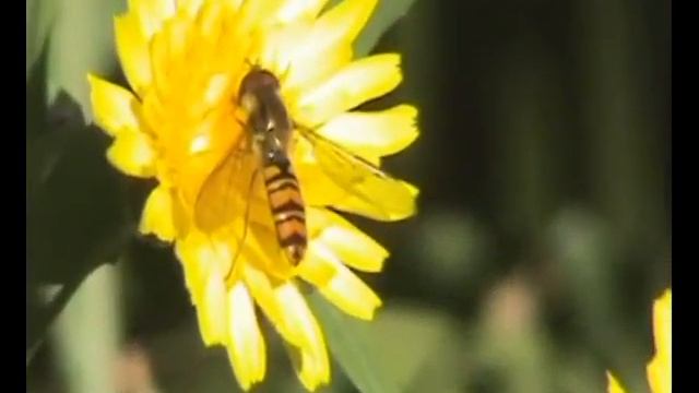Episyrphus JayCut смотреть онлайн