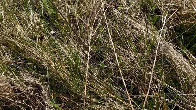 СЕЗОН  ГРИБОВ НАЧАЛСЯ. СИНЕНОЖКА  СБОР ГРИБОВ В МАРТЕ