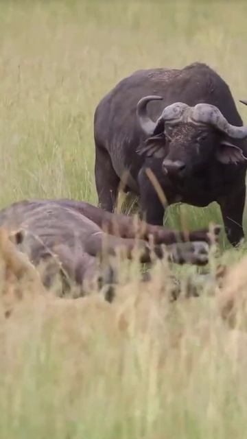 Crazy Buffalo in Forest #short #crazyshorts #animals смотреть онлайн
