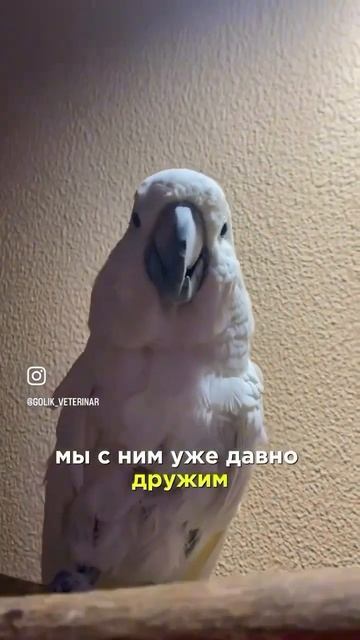 Длинные когти у попугая 🦜-это опасно #какаду #попугайчики #попугайкакаду #ветеринаркакаду смотреть онлайн