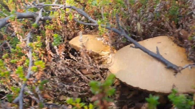 Неожиданно удачный поход за грибами 27.08.22 (часть 1) смотреть онлайн