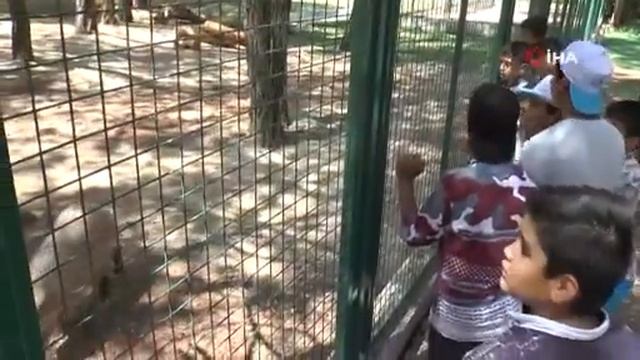 Dünyanın en iri kemirgeni Gaziantep'te смотреть онлайн