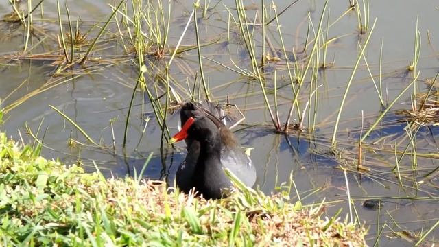'Alae 'Ula ~ Hawaiian Gallinule (Moorhen) Gallinula...endangered species смотреть онлайн