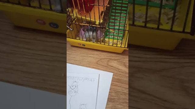 Сериал "Тайная жизнь домашних животных"5серия возвращение на работу смотреть онлайн