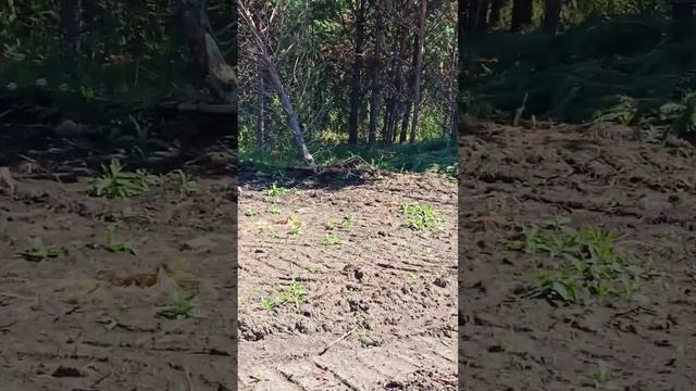 45км.Красноярск-Сухобузимо. Беспредел чи...ш !