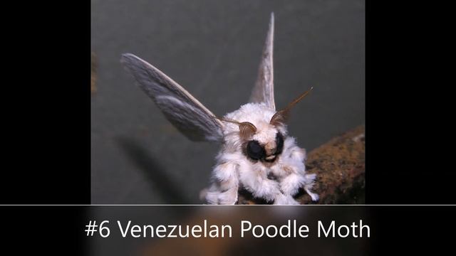 10 Strangest Animals смотреть онлайн