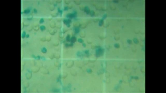 Cytotoxicity Saccharomyces cerevisiae PAK смотреть онлайн