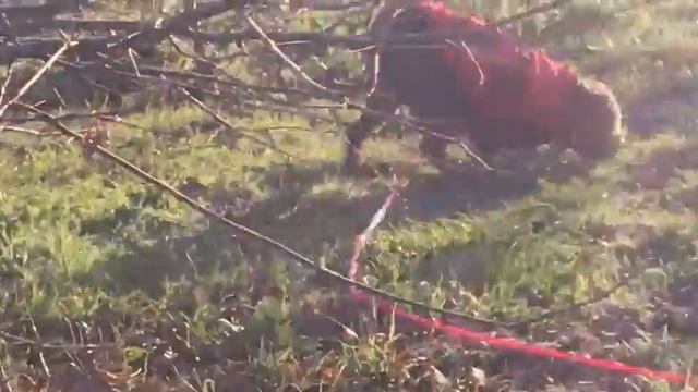 TruffleTV: Truffle Dogs Hunting Truffles in the Napa Valley смотреть онлайн