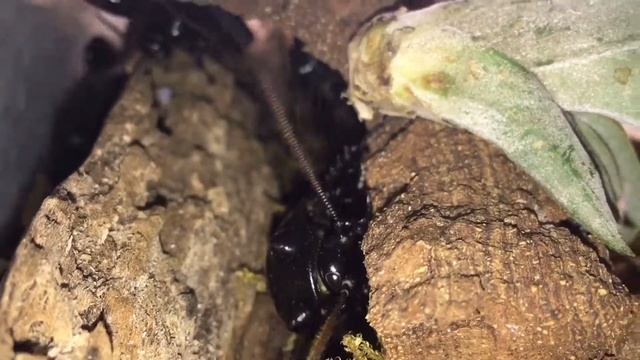 Madagaskar Weithorn-Fauchschaben und Kongo-Rosenkäfer смотреть онлайн