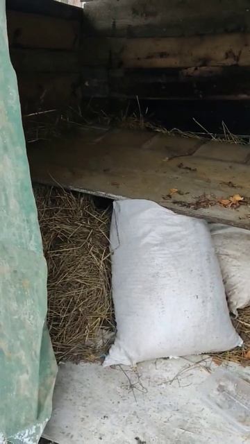 Домик для садовых кошек. Они ищут настоящий дом смотреть онлайн