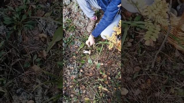 Гуляем всей семьёй в лесу! смотреть онлайн