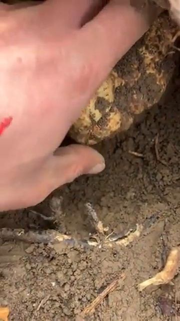 Huge White Alba Truffle For Christmas :)