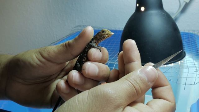 Shinisaurus crocodilurus - Hand feeding offspring смотреть онлайн