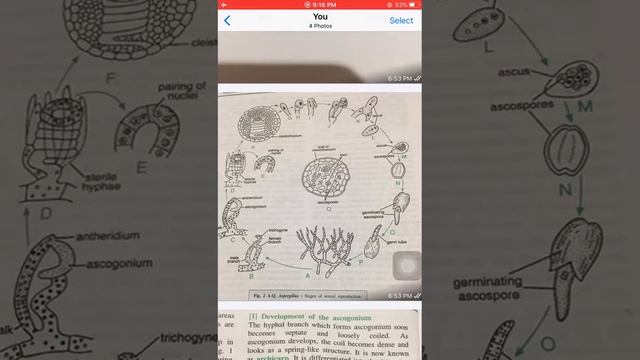 Sexual reproduction in Aspergillus part #2 смотреть онлайн