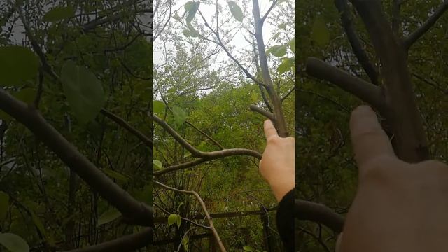 Обрезка Груши|Вырезаем Конкурента