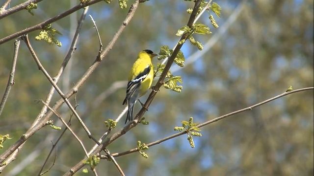 All About Goldfinches: Backyard Bird Series - FreeSchool смотреть онлайн