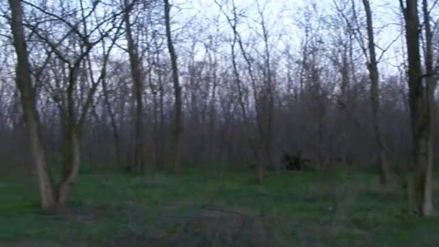 Прогулянка по лісі