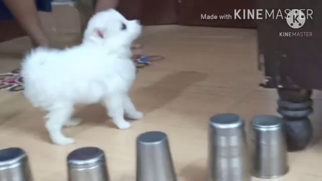 Coco, Cherry New Friend Neon | Neon Ka Safar | Sambhavna Seth Entertainment смотреть онлайн
