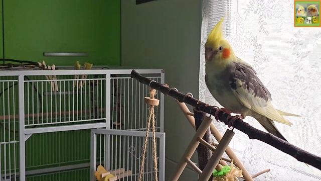 Funny Parrotszotti 189. Life of Cockatiels and budgies. Жизнь корелл и волнистых попугаев смотреть онлайн