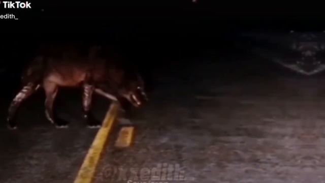 Эдит Волк,какой же он красавчик.. смотреть онлайн