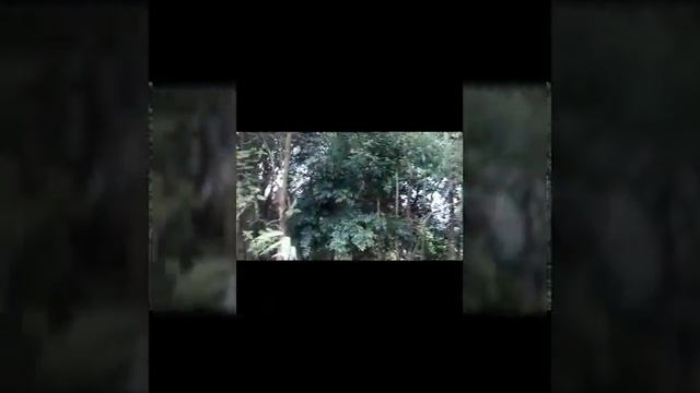 Dapat Jamur Sawah #Mushroomnatural #jamuralam Part 3