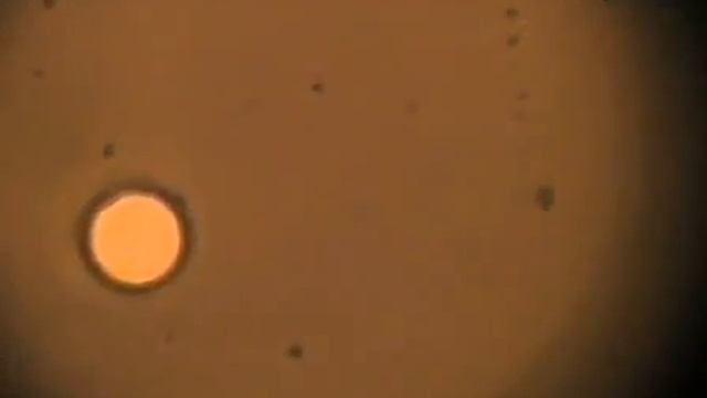 Dissection Of Saccharomyces Cerevisiae Asci L Protocol Preview