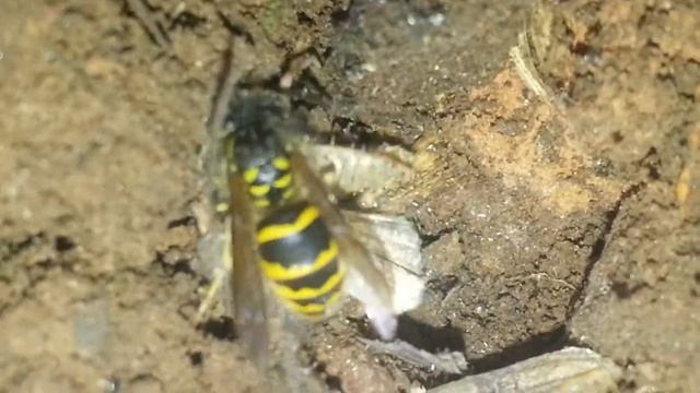 killer Bees смотреть онлайн
