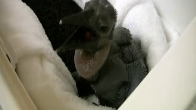 Abyssinian Ground Hornbill Chick - Sacramento Zoo смотреть онлайн