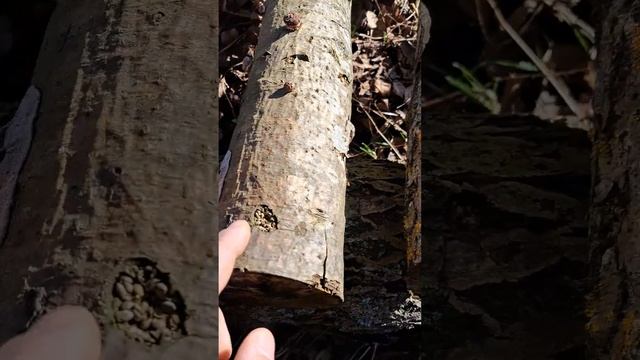 2023 03 25 shiitake grybai prasideda dygimas 😃 смотреть онлайн