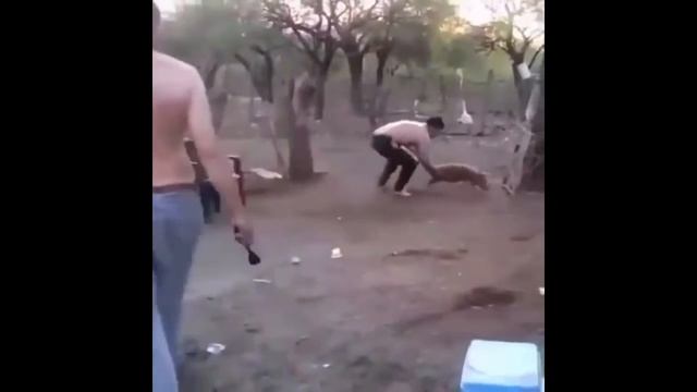 Свинья сменяет собаку смотреть онлайн