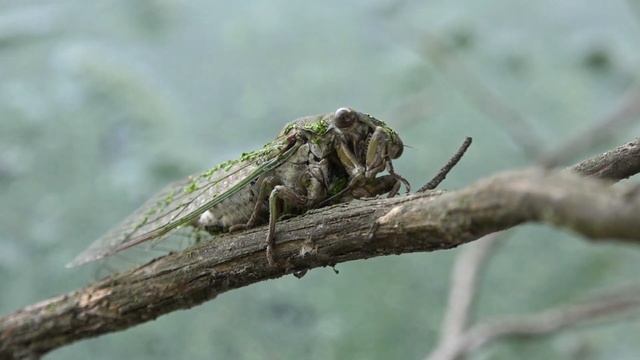 Cicada spraying pheromones and grooming after falling in the pond (Neotibicen winnemanna) смотреть онлайн