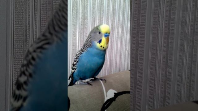 говорящий попугай