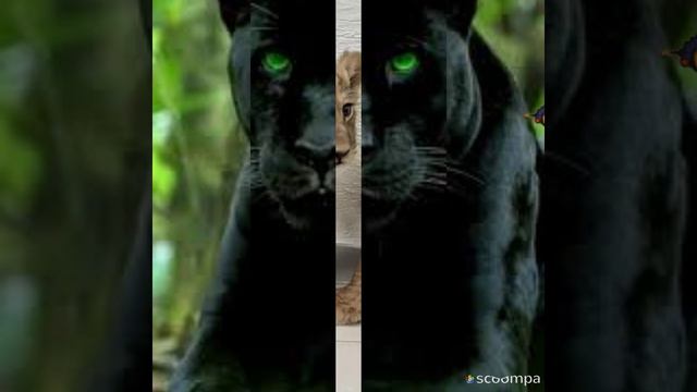 Animales majestuosos1 смотреть онлайн