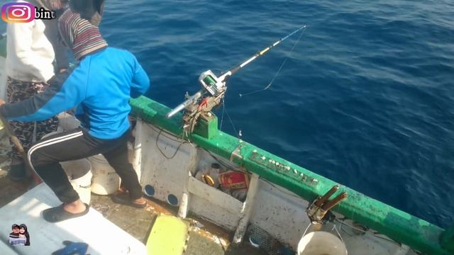 MANCING IKAN RUBI SNAPPER (etelis Coruscans ) CARA MANCING IKAN MENGGUNAKAN MESIN PANCING TERLENGKA