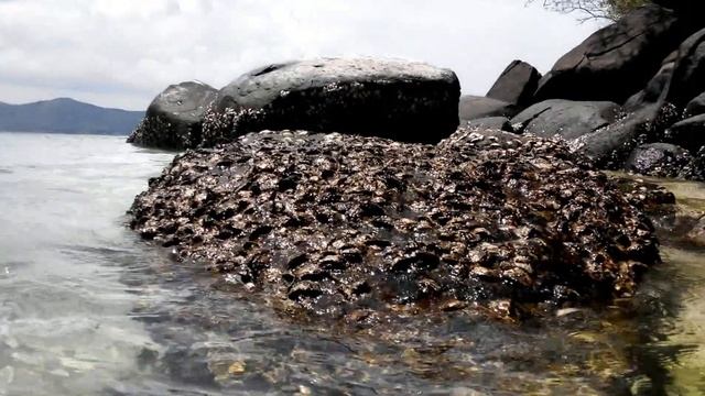 Чудесное море, пляж и крабы!!! смотреть онлайн