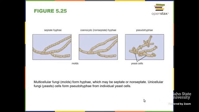 Introductory Microbiology Spring 2023