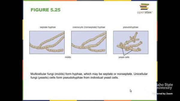 Introductory Microbiology Spring 2023