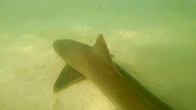 School sharks, Galeorhinus galeus, in a Fuerteventura beach (Canary Islands) смотреть онлайн