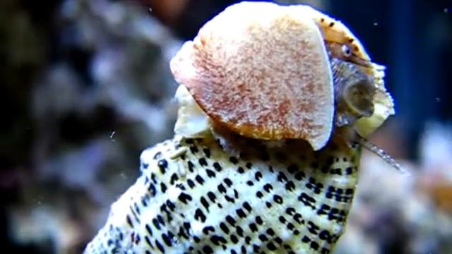 Cerithium litteratum смотреть онлайн