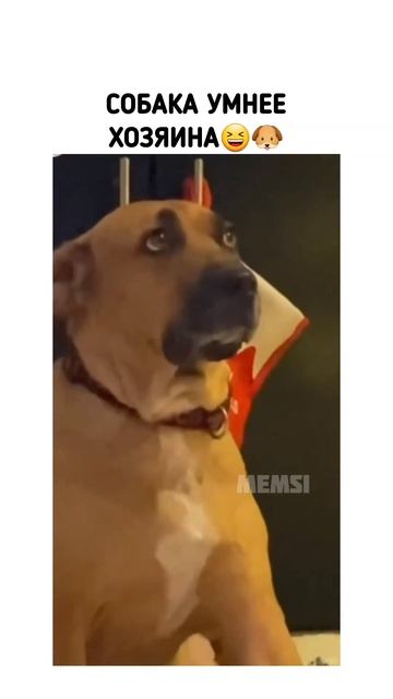 Мой хозяин идиот😆🐶 #юмор #приколы #собака #хозяин #идиот смотреть онлайн