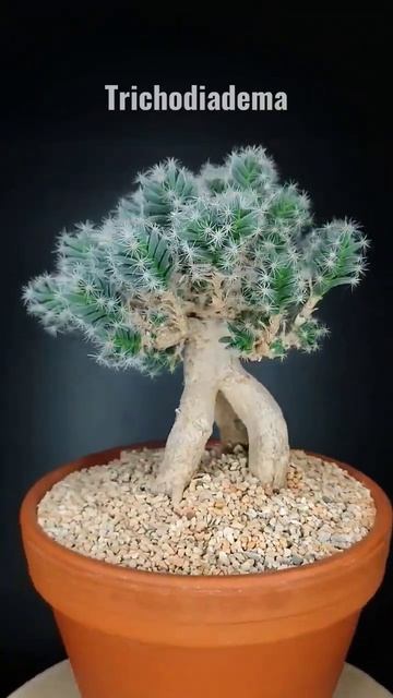 Trichodiadema — во всей красе! #суккуленты #succulent #plants #art #ยอดเยี่ยม #절차