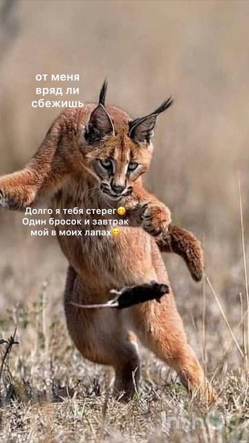 Мир животных🙏Львы. Бегемот. фотоснимки:az buka. safa ri смотреть онлайн