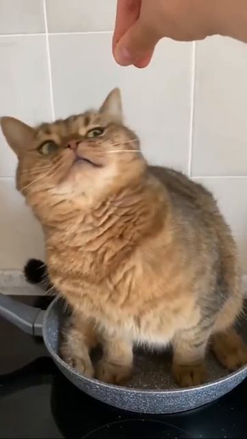 I'm a cool chef #shorts смотреть онлайн