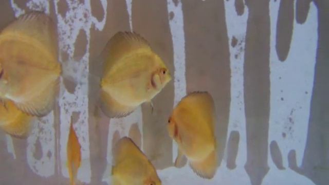 Discus Tiger Pigeon.MOV смотреть онлайн